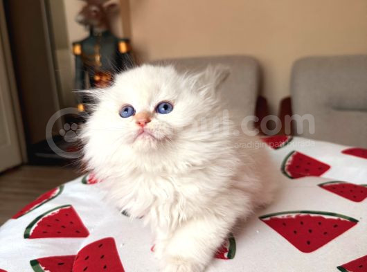 Scottish Fold Longhair Silver Point görsel
