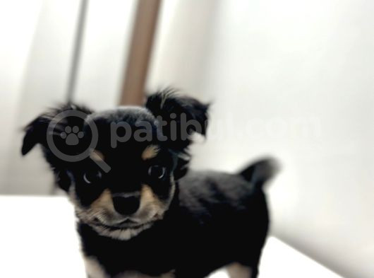 Tea Cup Mini Boy Chihuahua görsel