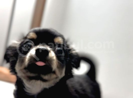 Tea Cup Mini Boy Chihuahua