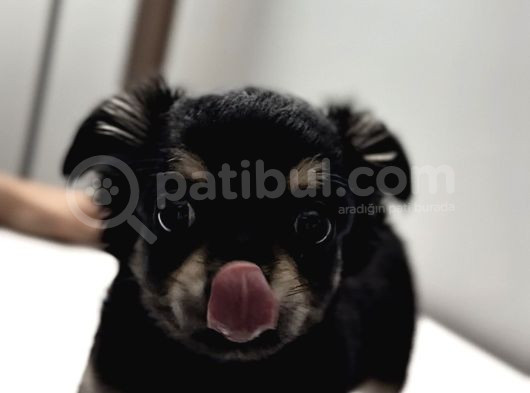 Tea Cup Mini Boy Chihuahua görsel