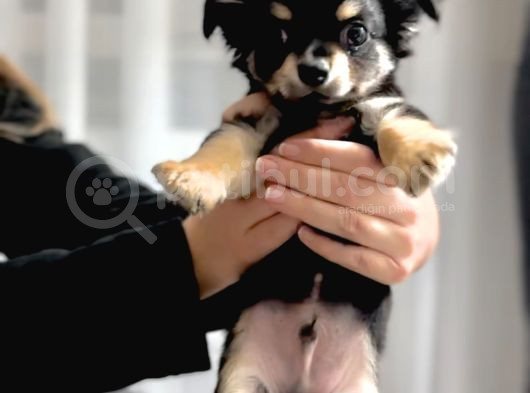 Tea Cup Mini Boy Chihuahua görsel