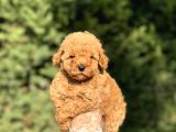 Çi̇ftli̇ği̇mi̇zden A Kalite Poodle Bebeklerimiz