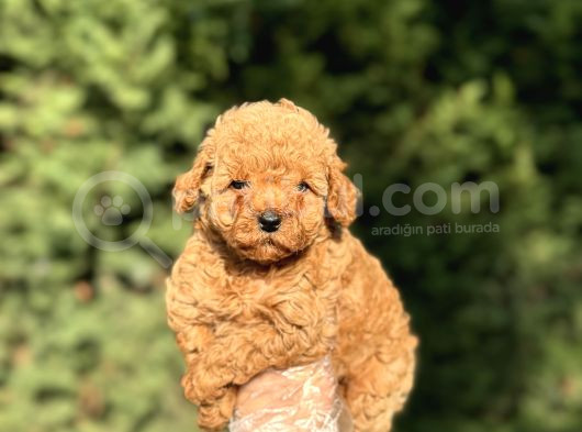 Çi̇ftli̇ği̇mi̇zden A Kalite Poodle Bebeklerimiz görsel