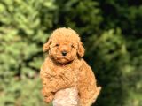 Çi̇ftli̇ği̇mi̇zden A Kalite Poodle Bebeklerimiz