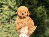 ÇİFTLİĞİMİZDEN A Kalite Poodle Bebeklerimiz