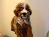 Kahve Tonlu Puppy Kıvırcık Tüylü Malti̇po Ci̇nsi̇ Yavrular