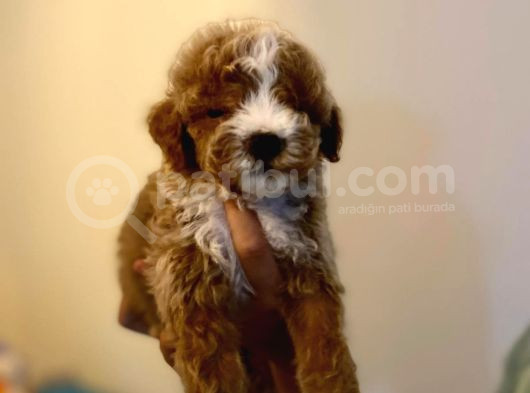 Kahve Tonlu Puppy Kıvırcık Tüylü Malti̇po Ci̇nsi̇ Yavrular görsel