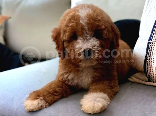 Kahve Tonlu Puppy Kıvırcık Tüylü MALTİPO CİNSİ Yavrular