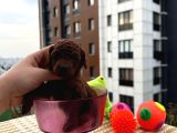 Anne Baba Teacup- Dişi Dark Brown