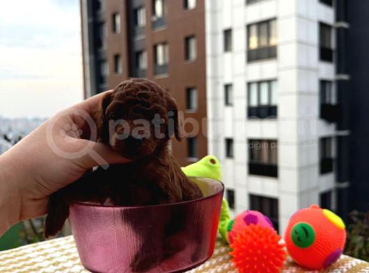 Anne Baba Teacup- Dişi Dark Brown görsel