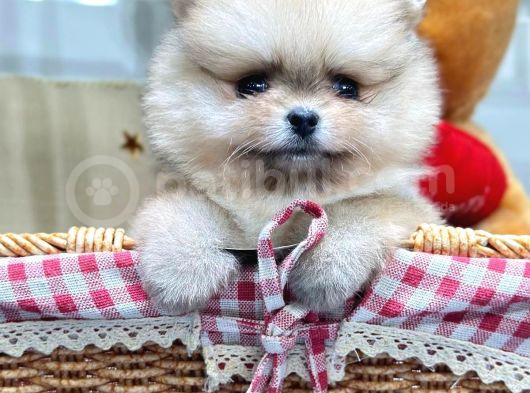 Ori̇ji̇nal Safkan Pomerani̇an Boo Yavrularimiz Her Renk Mevcut görsel