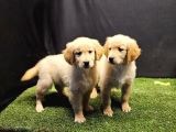 Club K9 Güvencesiyle Safkan Golden Retriever Yavruları