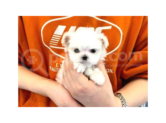 Ev Doğumu Maltipoo Yavrularımız görsel