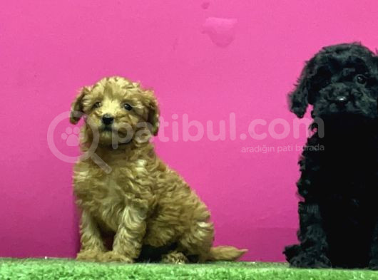 En Güzel Toy Poodle Yavrulari Bi̇zdeee görsel