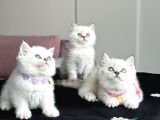 ORİJİNAL safkan britishler ve scottihler