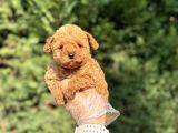 Üst Kali̇te Poodle Bebekleri̇mi̇z
