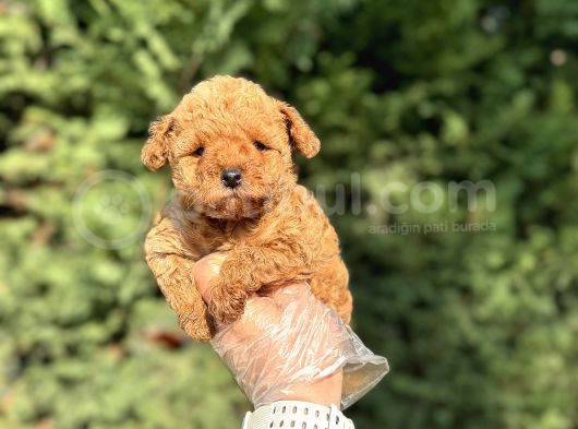 Üst Kali̇te Poodle Bebekleri̇mi̇z görsel
