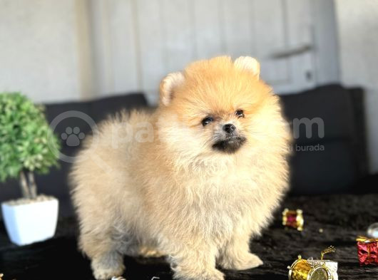 Orange Pomerani̇an Boo Ayicik Yavrumuz görsel