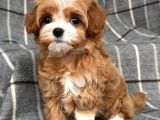Maltipo cinsi yavrular kahve tonlu mini boy puppy