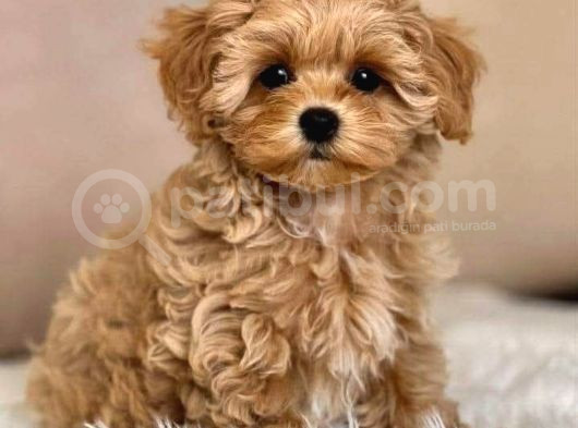 Maltipo Cinsi Yavrular Kahve Tonlu Mini Boy Puppy görsel