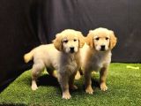 Club K9 Güvencesiyle Safkan Golden Retriever Yavruları