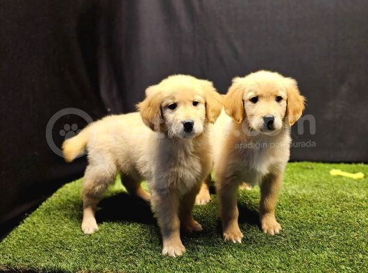 Club K9 Güvencesiyle Safkan Golden Retriever Yavruları görsel