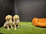 Club K9 Güvencesiyle Safkan Golden Retriever Yavruları