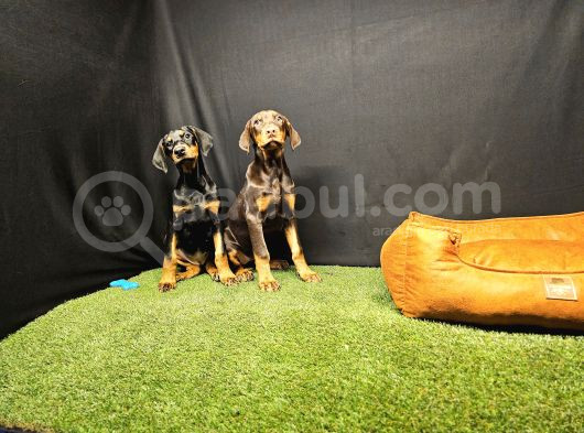 Club K9 Güvencesiyle Güçlü Ve Sadık Doberman Yavruları görsel