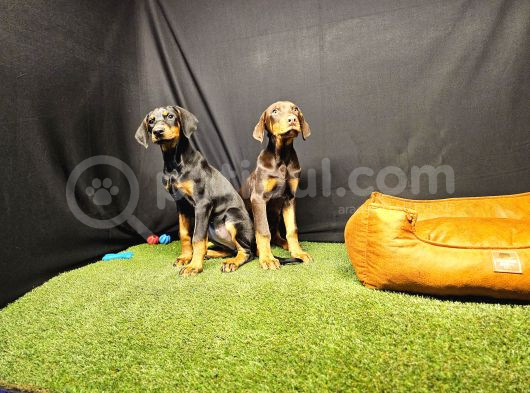 Club K9 Güvencesiyle Güçlü Ve Sadık Doberman Yavruları görsel