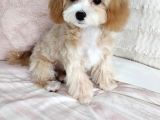 Maltipo Cinsi Yavrular Kahve Tonlu Mini Boy Puppy