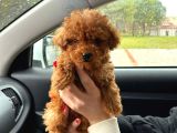 Tooy Poodle Cinsi Yavrular Dişi Erkek Mevcuttur