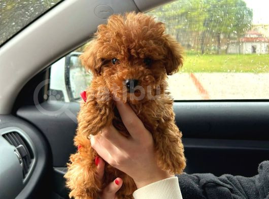 Tooy Poodle Cinsi Yavrular Dişi Erkek Mevcuttur görsel