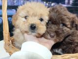 F1 Maltipoo Bebekler