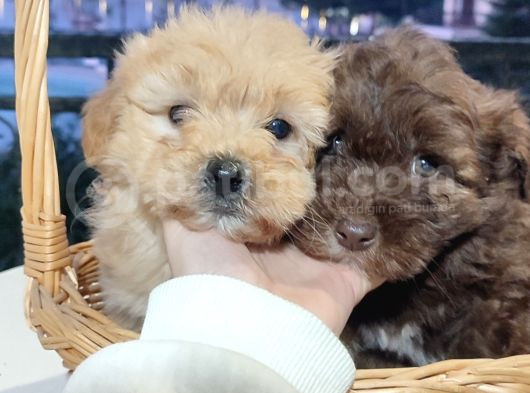 F1 Maltipoo Bebekler görsel