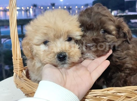 F1 Maltipoo Bebekler görsel