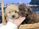 F1 Maltipoo Bebekler