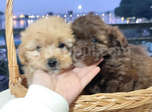 F1 Maltipoo Bebekler görsel