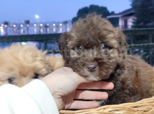 F1 Maltipoo Bebekler görsel