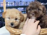 F1 maltipoo bebekler