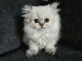 Minik Prenses