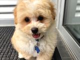 Kahve Tonlu Mini Boy Puppy I Yavrular Malti̇po Ci̇nsi̇