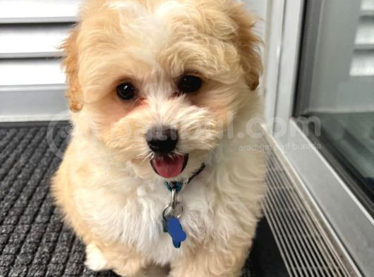 Kahve Tonlu Mini Boy Puppy I Yavrular Malti̇po Ci̇nsi̇ görsel