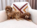 Kahverengi Maltipoo Bebeklerim