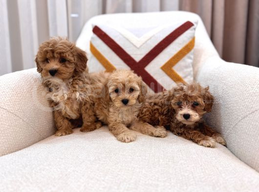 Kahverengi Maltipoo Bebeklerim görsel