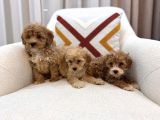 Kahverengi Maltipoo Bebeklerim