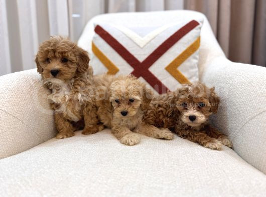 Kahverengi Maltipoo Bebeklerim görsel