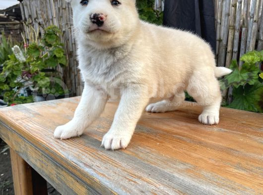 Safkan Üst Kalite Husky Yavrular