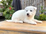 Safkan Üst Kalite Husky Yavrular