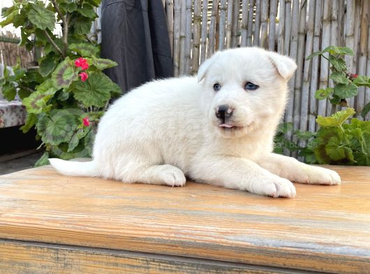 Safkan Üst Kalite Husky Yavrular görsel