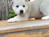 Safkan Üst Kalite Husky Yavrular